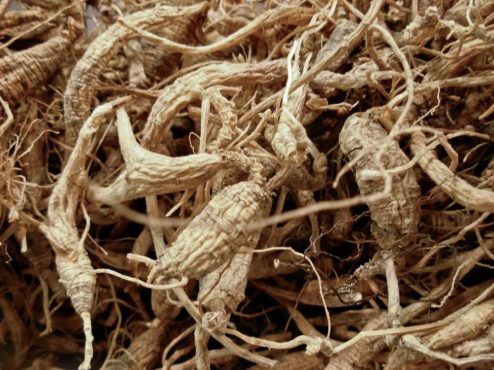 Saleable Roots and Herbs